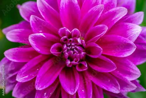 Blooming pink dahlia in drops of rain macro photography on a summer day. Garden dahlia with water drops on a bright pink petals closeup photo in summer. Pink flower on a rainy day.	