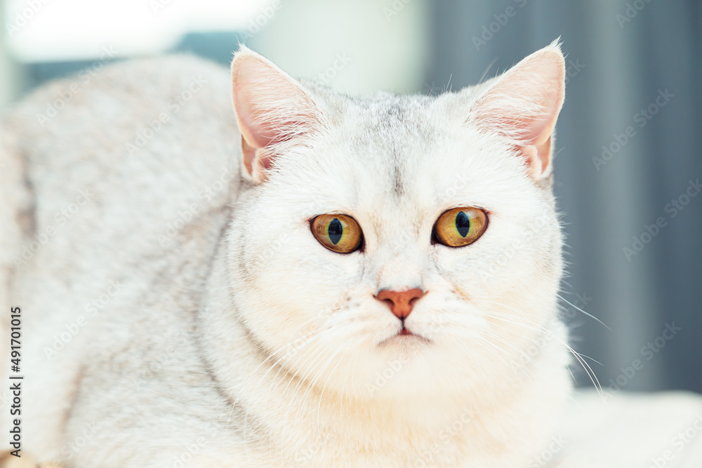 Fototapeta premium British shorthair silver cat in a home interior.
