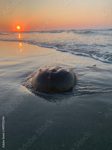 Horseshoe crab on the beach at sunrise on Seabrook Island, South Carolina. photo