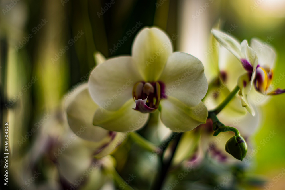 Naklejka premium orchid on green background