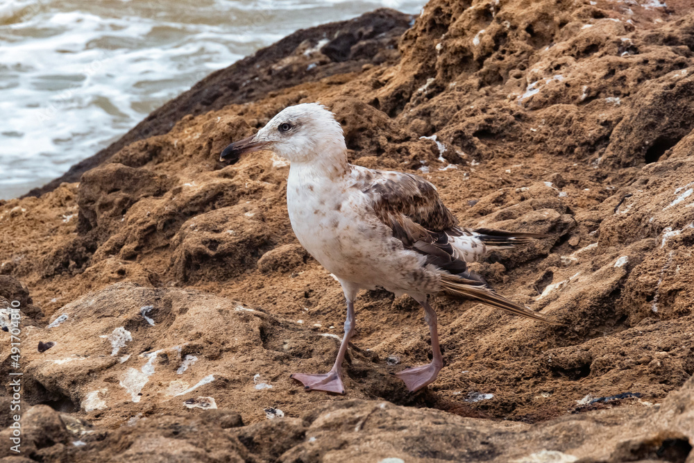 The young yellow-legged gull on the volcanic shore of the Atlantic Ocean in the area of Essaouira in Morocco. The young yellow-legged gull on the volcanic shore of the Atlantic Ocean in the area of Essaouira in Morocco.