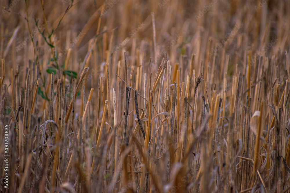 Fototapeta premium grass in the wind