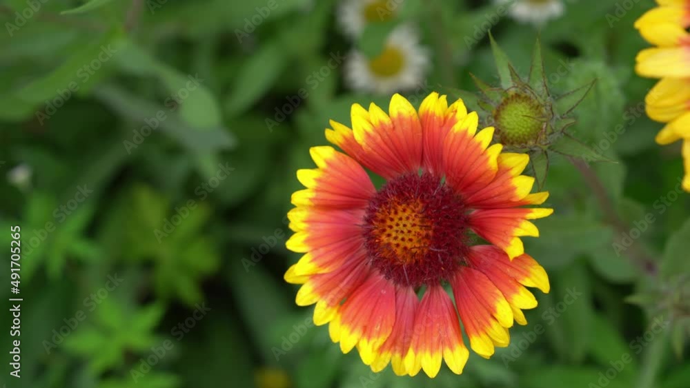 Garden perennial flower Gaylardia with a bee. On a flower bed near the house on a sunny day. High quality 4k footage Garden perennial flower Gaylardia with a bee. On a flower bed near the house on a sunny day. High quality 4k footage
