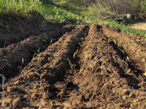 Planting onions on the garden bed.Agriculture concept. High quality photo