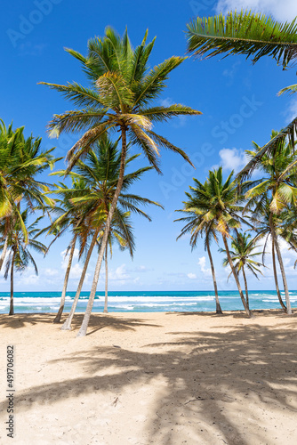 Beach scene with coconut palms © photopixel