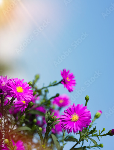Closed bud purple daisy flowers with blurred blue background