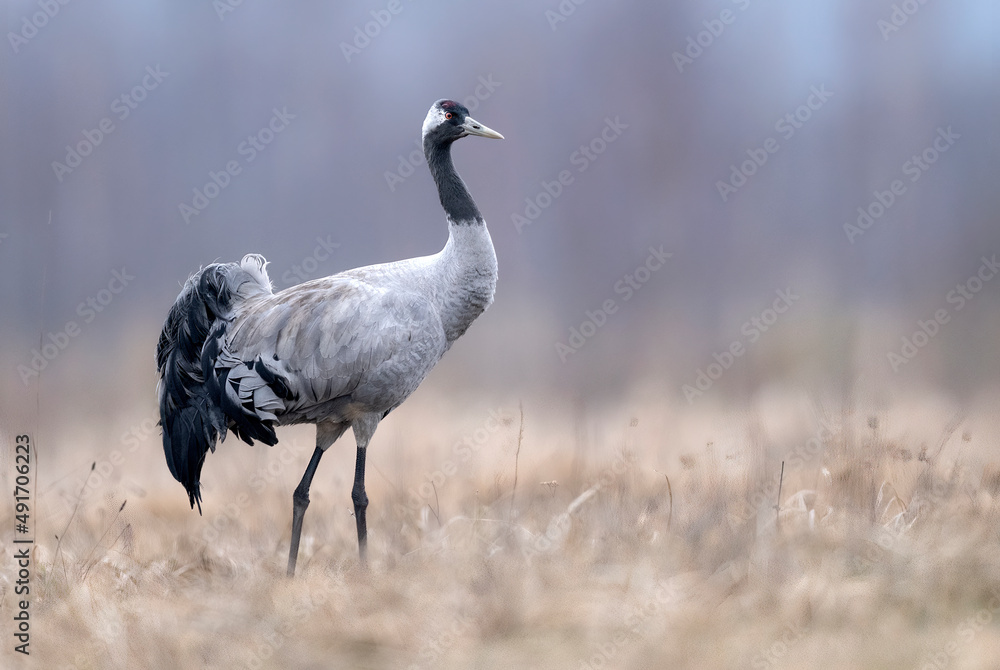 Fototapeta premium Common crane bird ( Grus grus )