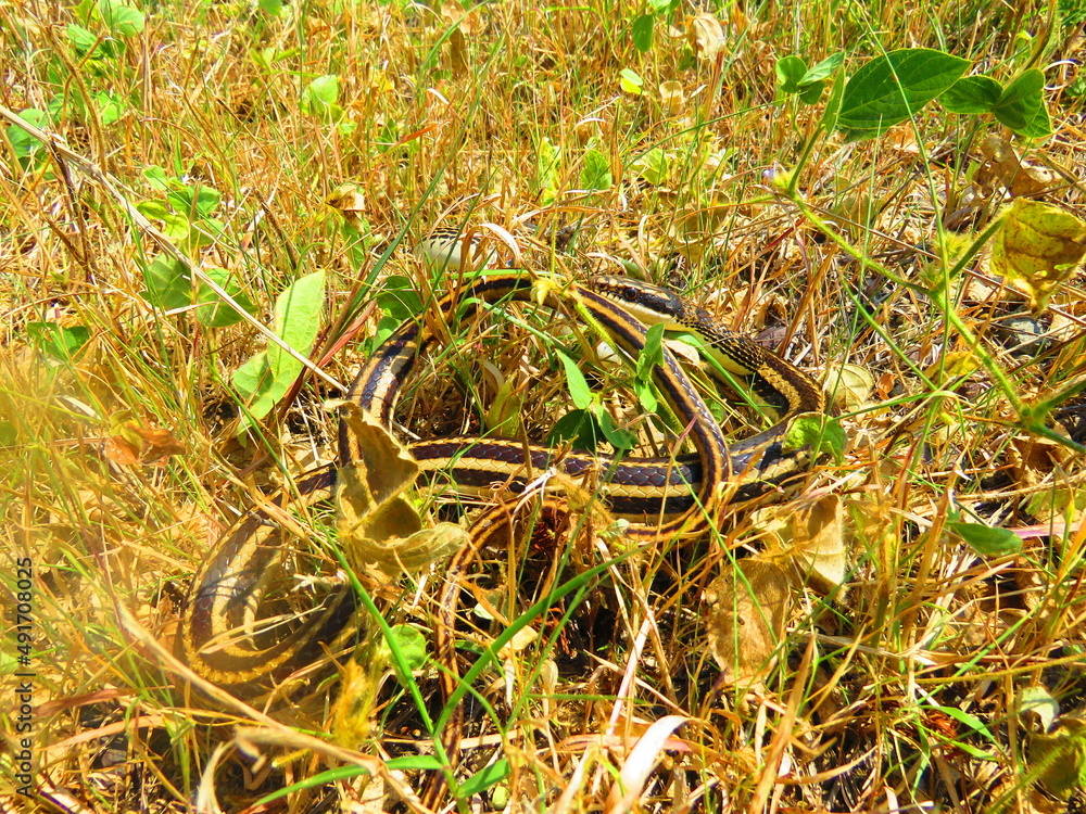 harmless snakes, poisonous snakes such as rattlesnakes, handling of