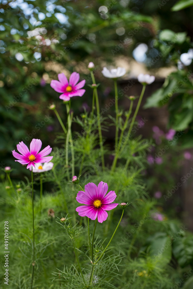 Fototapeta premium Country Garden Summer Flower Impression