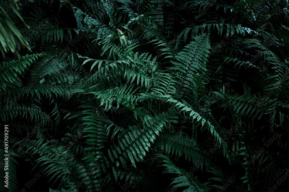 Tropical foliage green dark background