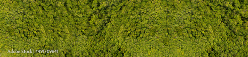 Green trees summer forest. Aerial view