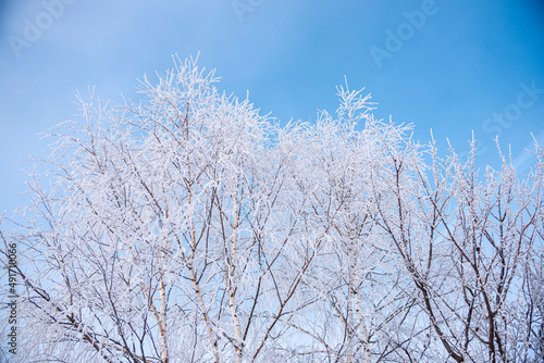 Winter in the park