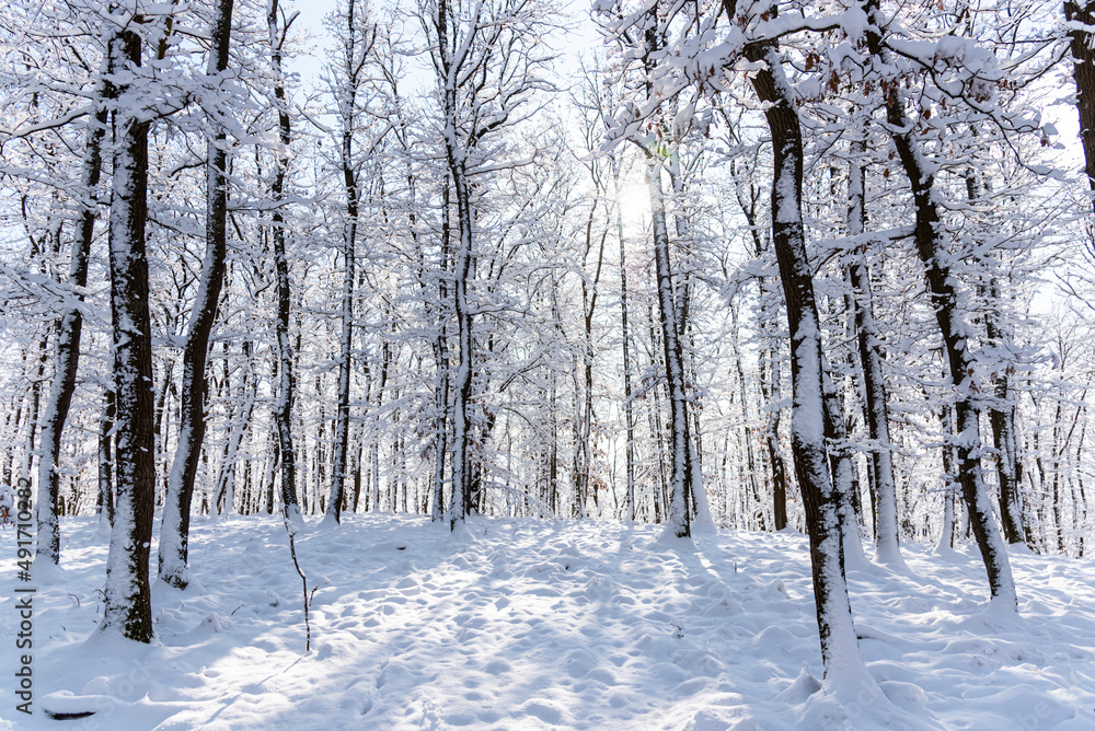 Fresh snow on the trees Fresh snow on the trees