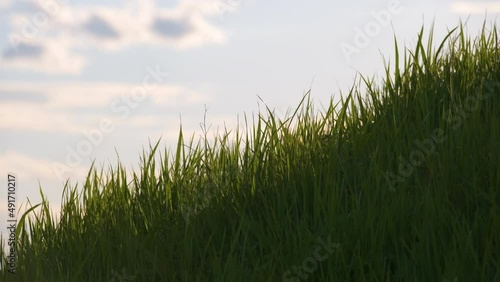 Closeup of green grass with long blades swaying under strong wind growing on lawn in summer
