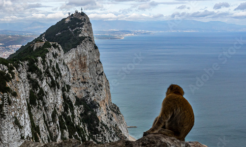 Gibraltar Monkey looking at Rock of Gibraltar