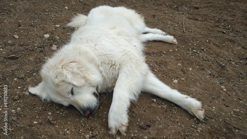 Akbash, Akbas Anatolian thoroughbred dog, White dog photo