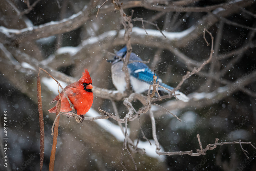 cardinal red blue jay