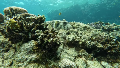 Reef diving on Ramadan Island Hurghada. Takifugu. photo