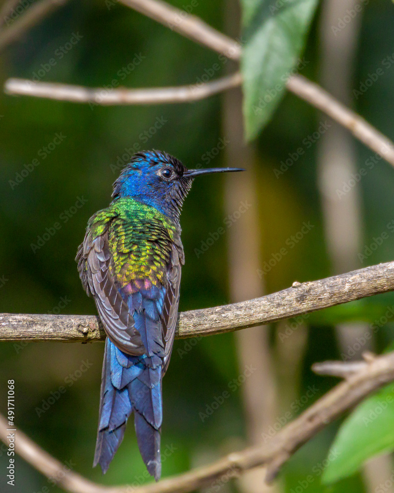 Fototapeta premium The swallow-tailed hummingbird perched on a branch of a tree in the forest. Its tail resembles scissors. The specie Eupetomena macroura also know the Beija-flor Tesoura. Birdwatching. Animal World.