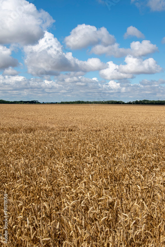 Agrarlandschaft im Fr  hsommer zwischen Calbe und Wanzleben. Die Getreidefelder sind kurz vor der Ernte.