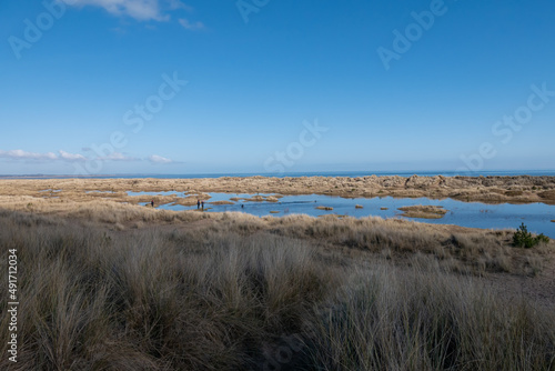 Scenic view of sand dunes and moorland with coastal grass on sunny day with clear blue sky Tentsmuir fores  Fife  coast of Scotland 