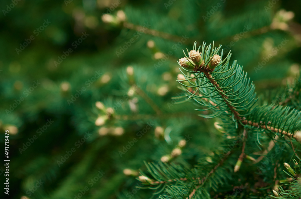 Evergreen spruce branches open buds in spring. Young cones. Natural background. Selective focus. Evergreen spruce branches open buds in spring. Young cones. Natural background. Selective focus.