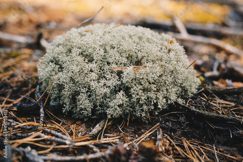 Island blue moss close up photo with selective focus