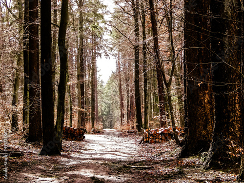 Fototapeta Naklejka Na Ścianę i Meble -  Springtime, forest awakens again after the winter break.