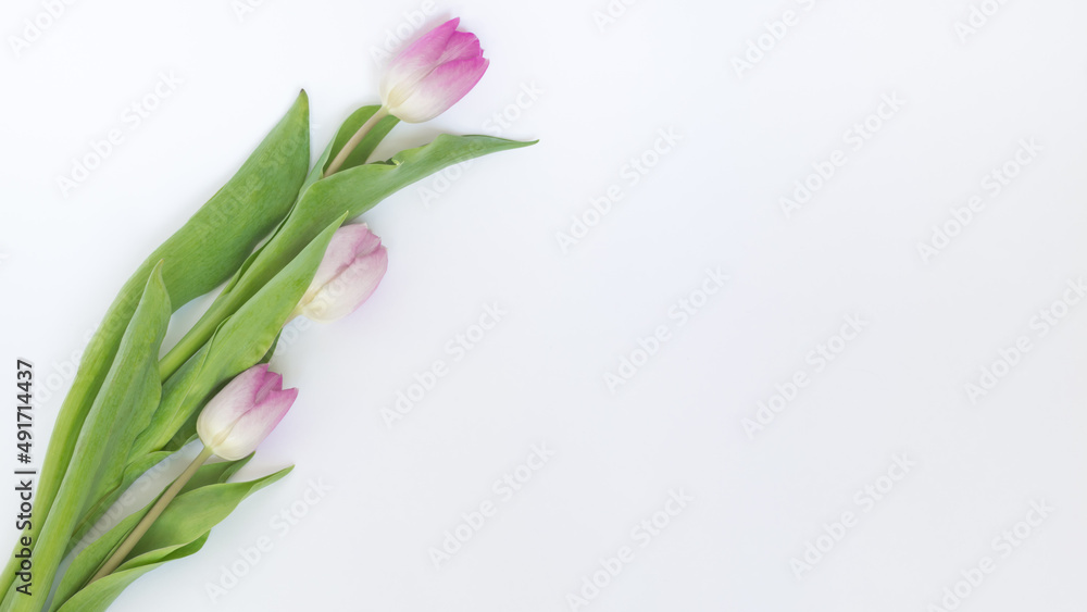 Naklejka premium Kwitnące, różowe tulipany na białym tle
