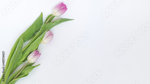 Fototapeta Naklejka Na Ścianę i Meble -  Kwitnące, różowe tulipany na białym tle