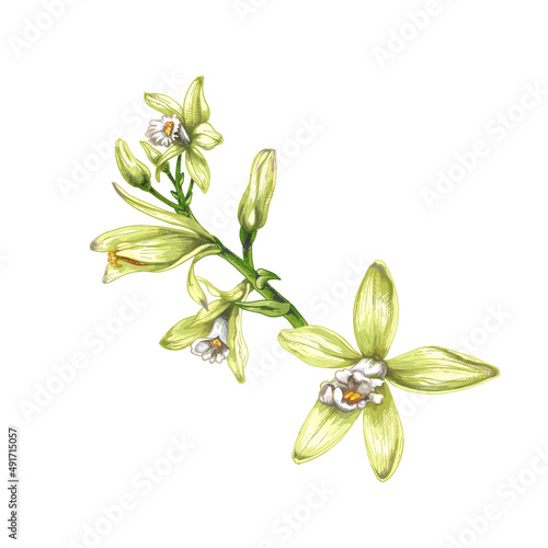 46_vanilla orchid branch vanilla, close-up, on a white background liana flower, buds, fragrant spice, packaging design element
