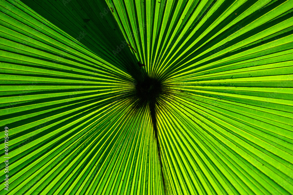 Fototapeta premium Fragment of a tropical palm leaf close-up. Indonesia. Sulawesi.