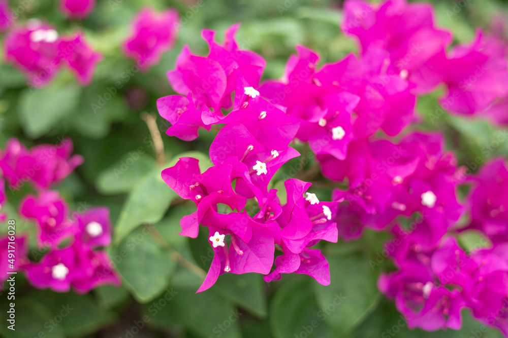 Red bougainvillea flowers close up. Tropical flowering plants, beautiful floral background