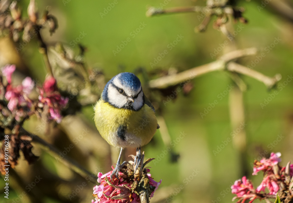 Fototapeta premium Blue tit on the flowering tree in early spring, England. The Eurasian blue tit (Cyanistes caeruleus) is a small passerine bird in the tit family, Paridae.