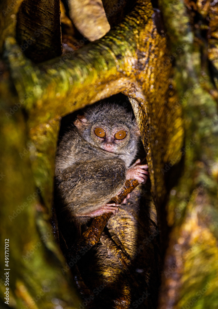 Obraz premium Spectral tarsier is sitting in the hollow of a tropical tree in the jungle. Indonesia. Sulawesi Island.