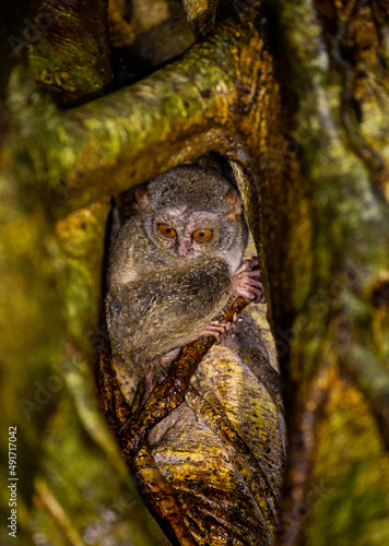 Spectral tarsier is sitting in the hollow of a tropical tree in the jungle. Indonesia. Sulawesi Island.