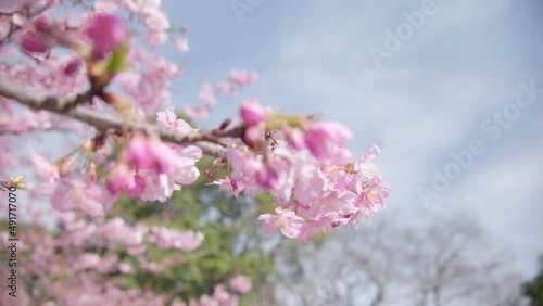 Wallpaper Mural 河津桜 Torontodigital.ca