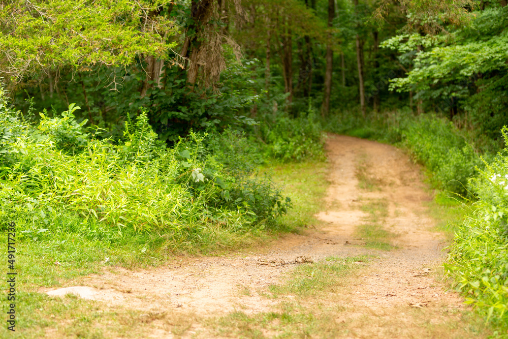 Dirt path curving into grassy woods Dirt path curving into grassy woods