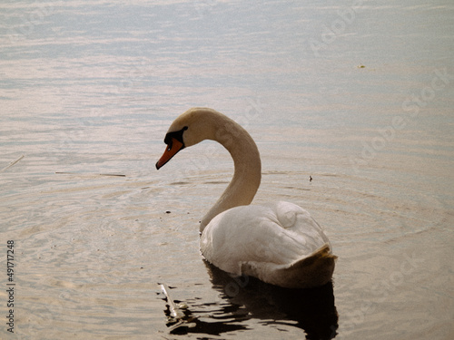 Swan on a lake (vintage edit)