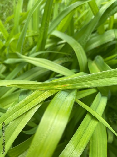Long Grass Blades