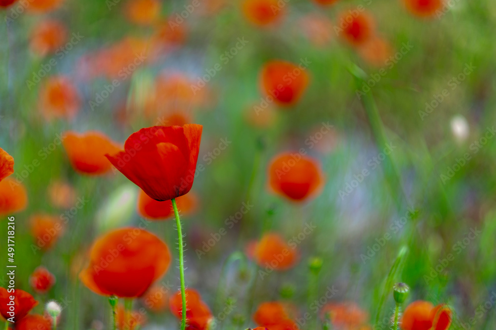 field of poppies field of poppies