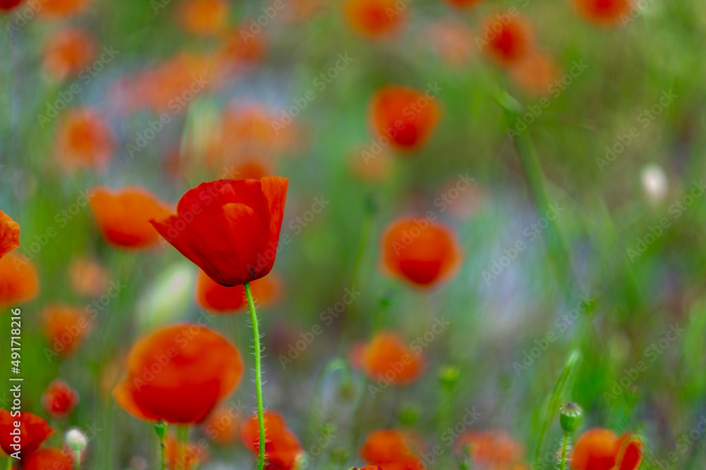 field of poppies