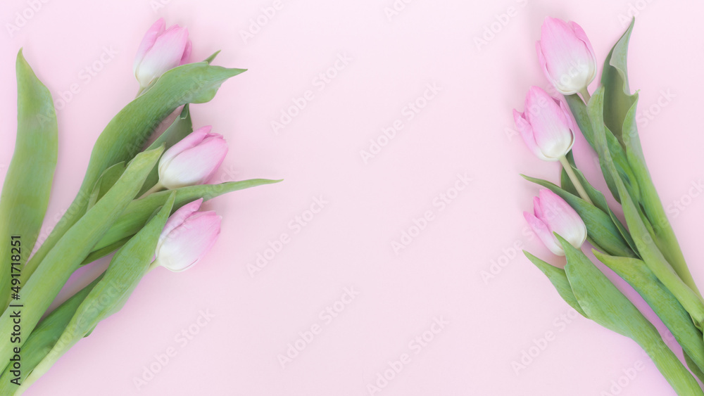 Kwitnące, różowe tulipany na pastelowo różowym tle - obrazy, fototapety, plakaty 