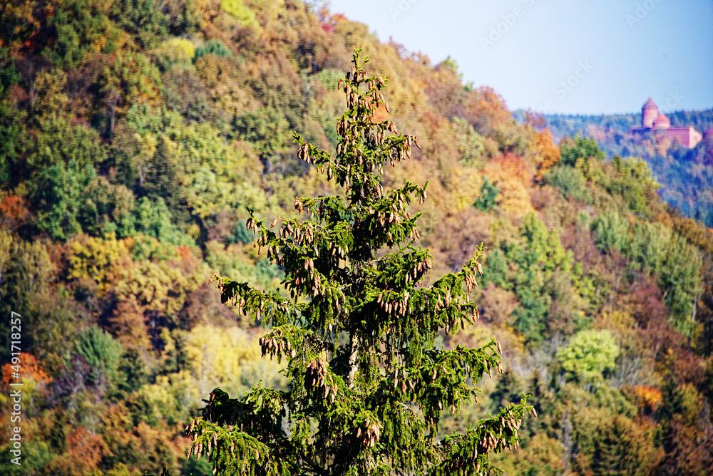 In the foreground is a spruce with cones. Autumn landscape with deciduous and coniferous trees in Sigulda, Latvia.