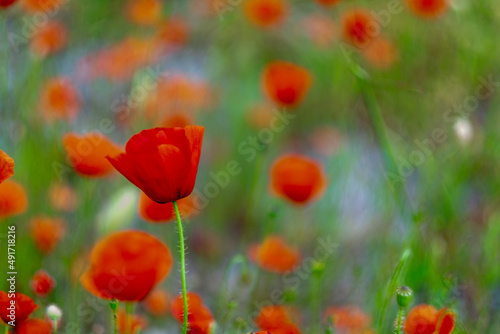 field of poppies © Ana Tramont