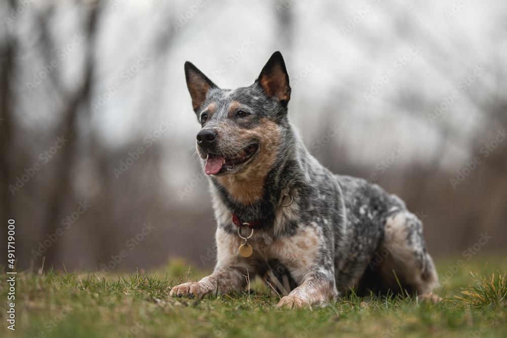 A cute Australian cattle dog lying in the grass against a foggy spring landscape A cute Australian cattle dog lying in the grass against a foggy spring landscape