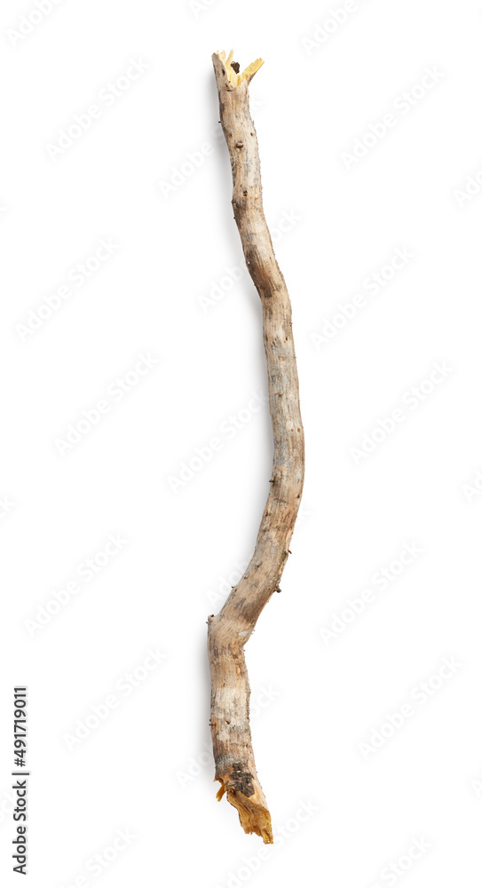 Obraz premium Tree branch isolated on white background. Wooden stick
