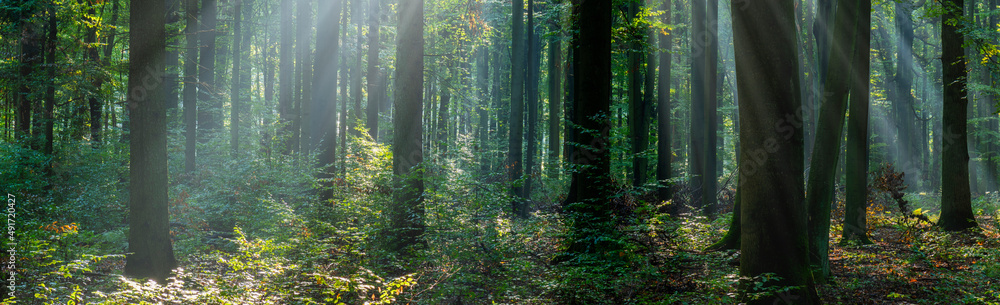 Obraz premium Beautiful sunny morning in the green forest
