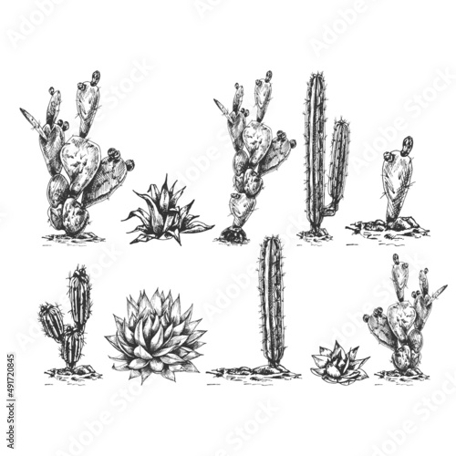 25_blue agave graphic illustration, set of different cacti, blue agave, the main ingredient of tequila, sketch on a white background, drawing of Desert Cactus, agave, side view