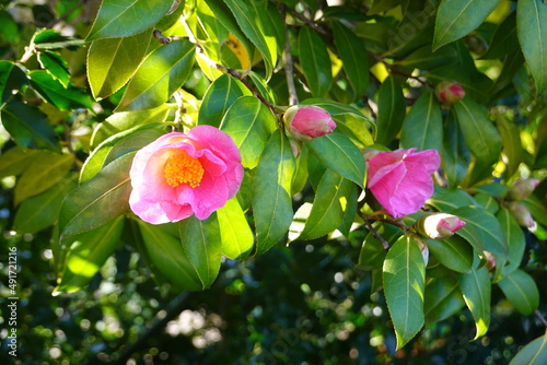 Japanese Camellia (Camellia Japonica) is a long-lived, slow-growing shrub that puts on a beautiful flowering display in late winter and stay through the spring.
